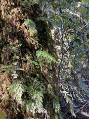 Hymenophyllum demissum