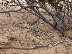 Dipsosaurus dorsalis