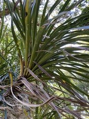 Freycinetia banksii
