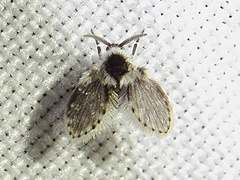 Lepiseodina conspicua