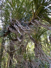 Freycinetia banksii