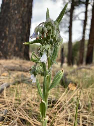 Image of Mertensia fendleri by (c) Anders Hastings, some rights reserved (CC BY)