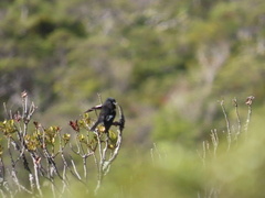 Petroica macrocephala macrocephala