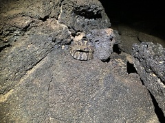 Crotalus molossus molossus