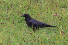 Corvus corone