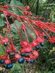 Clerodendrum japonicum