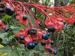 Clerodendrum japonicum
