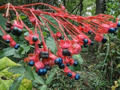 Clerodendrum japonicum