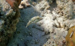 Canthigaster bennetti