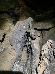 Crotalus molossus molossus