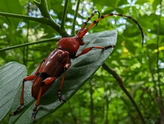Dicelosternus corallinus