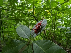 Dicelosternus corallinus