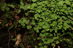 Lygodium microphyllum