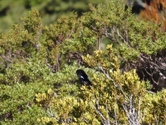 Petroica macrocephala macrocephala