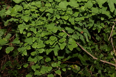Lygodium microphyllum