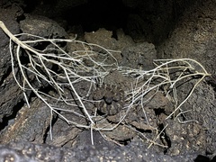 Crotalus molossus molossus