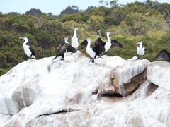 Phalacrocorax varius