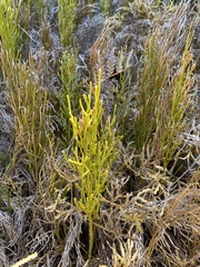 Lycopodium deuterodensum