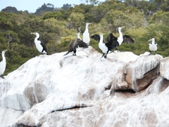 Phalacrocorax varius