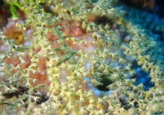 Villogorgia citrina