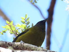 Anthornis melanura melanura
