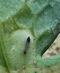 Phytomyza syngenesiae