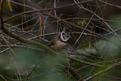 Lophophanes cristatus