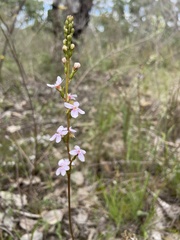 Stylidium graminifolium