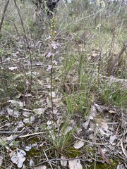 Stylidium graminifolium