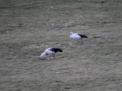 Oressochen melanopterus