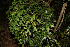 Endiandra sieberi
