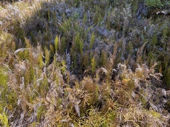 Lycopodium deuterodensum