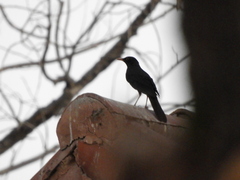 Turdus chiguanco