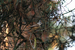 Lophophanes cristatus