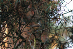 Lophophanes cristatus