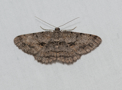 Psilalcis isombra