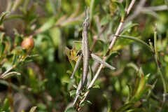 Vandiemenella viatica
