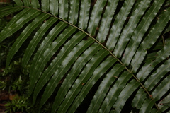 Telmatoblechnum indicum