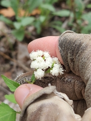 Ageratina havanensis