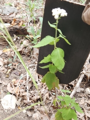 Ageratina havanensis