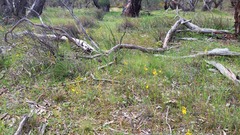 Bulbine bulbosa