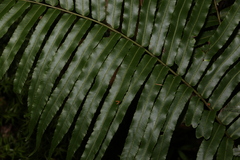 Telmatoblechnum indicum