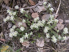 Pimelea humilis