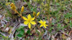 Bulbine bulbosa