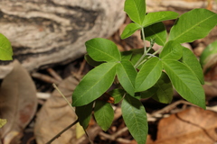 Vitex trifolia