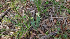Pimelea humilis