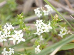 Asperula