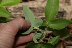 Vitex trifolia
