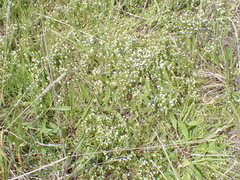 Asperula