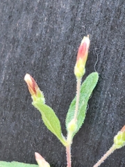 Brickellia cylindracea